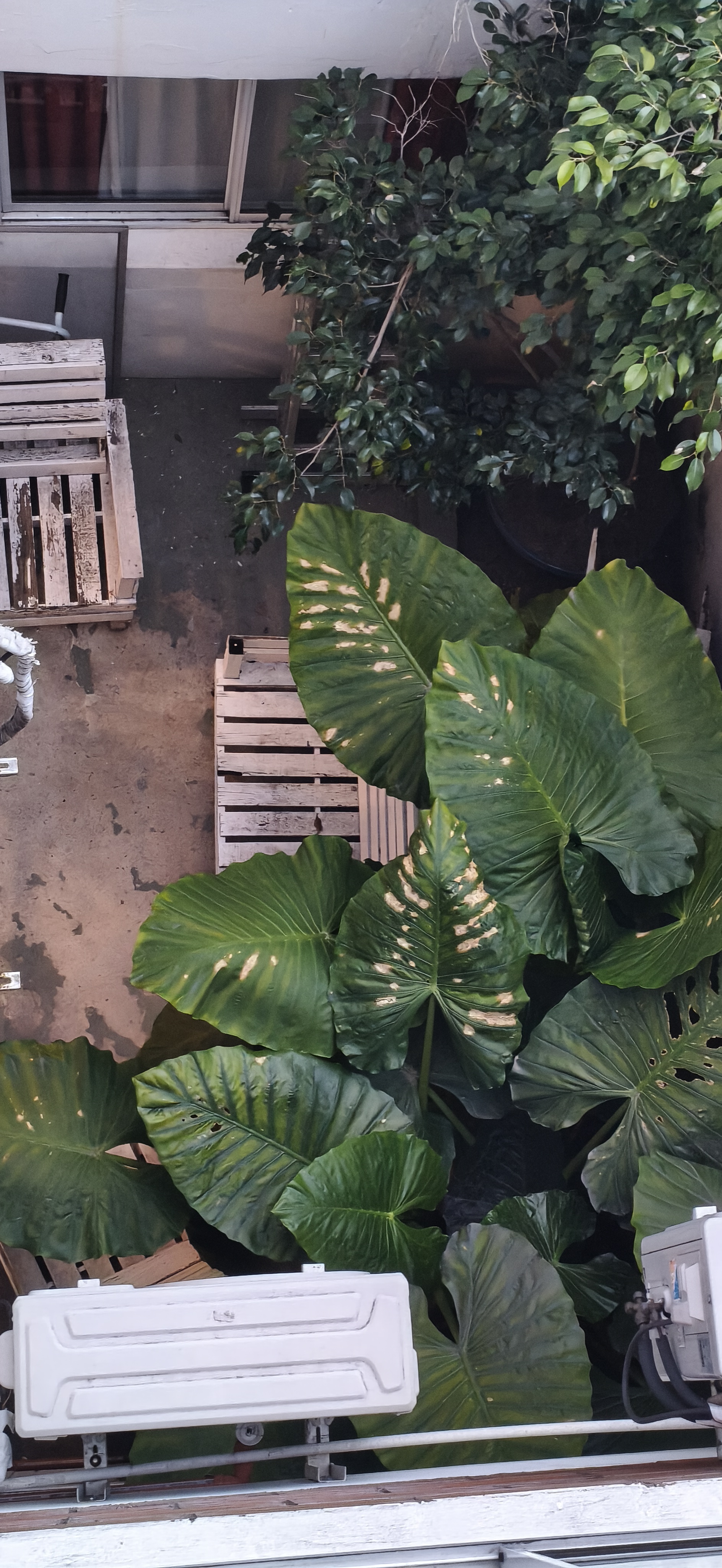 Patio interno
